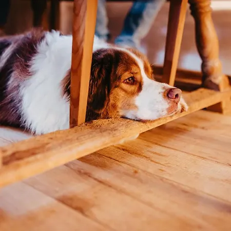 Waldjuwel Mostviertel * Allhartsberg